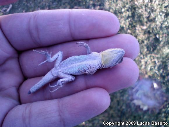 Western Long-tailed Brush Lizard (Urosaurus graciosus graciosus)