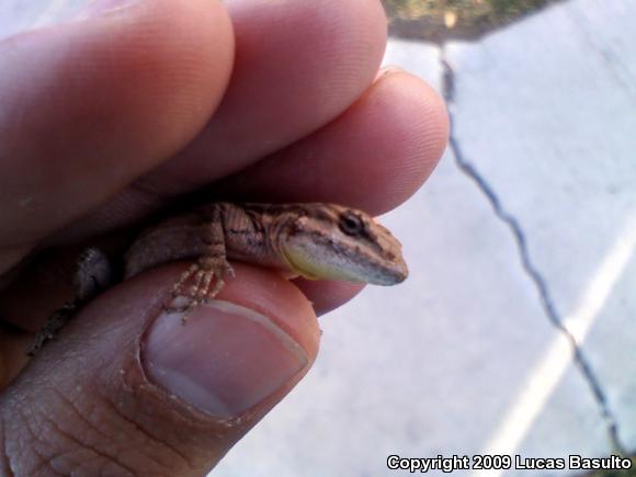 Western Long-tailed Brush Lizard (Urosaurus graciosus graciosus)