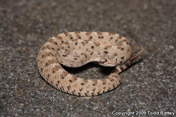 Mojave Desert Sidewinder (Crotalus cerastes cerastes)