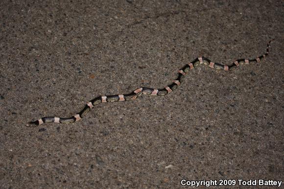 Western Long-nosed Snake (Rhinocheilus lecontei)