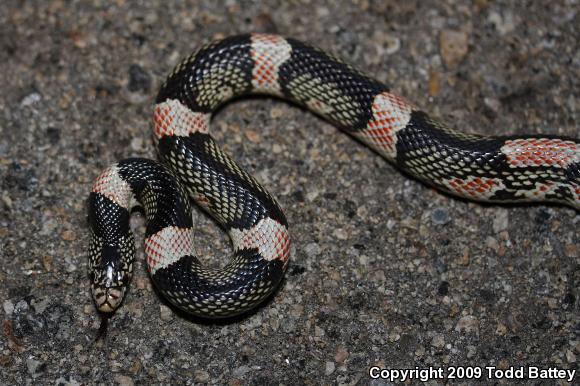 Western Long-nosed Snake (Rhinocheilus lecontei)