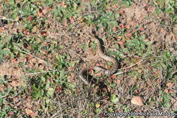 San Diego Nightsnake (Hypsiglena ochrorhyncha klauberi)