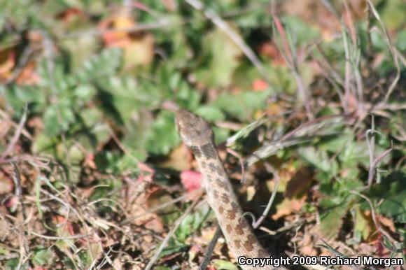 San Diego Nightsnake (Hypsiglena ochrorhyncha klauberi)