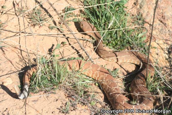 Red Diamond Rattlesnake (Crotalus ruber ruber)