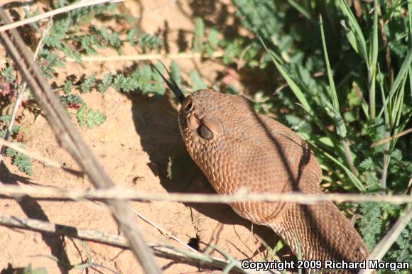 Red Diamond Rattlesnake (Crotalus ruber ruber)