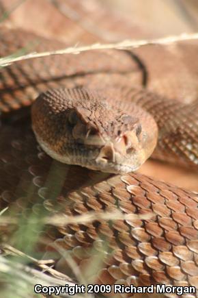 Red Diamond Rattlesnake (Crotalus ruber ruber)