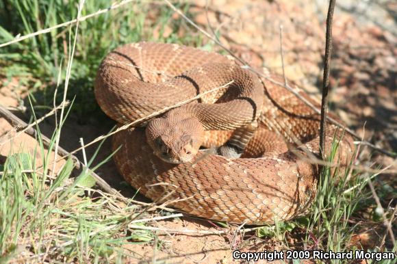 Red Diamond Rattlesnake (Crotalus ruber ruber)