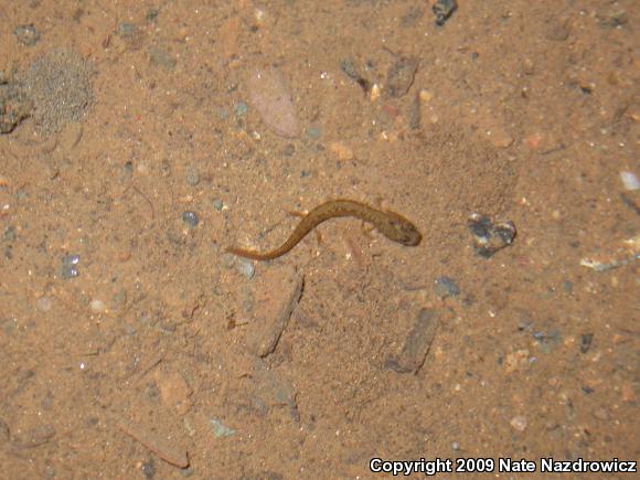 Northern Two-lined Salamander (Eurycea bislineata)