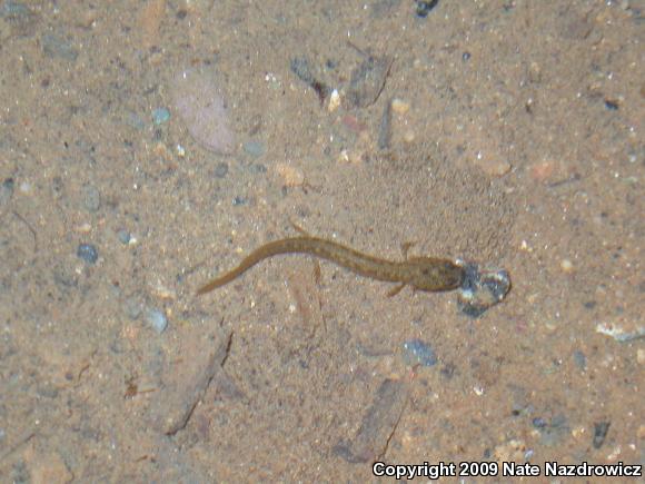 Northern Two-lined Salamander (Eurycea bislineata)