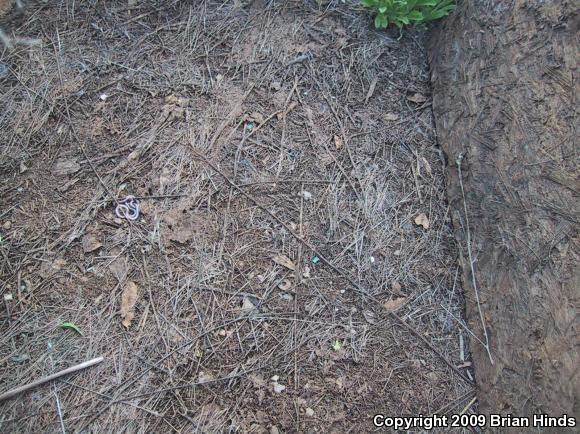 SouthWestern Threadsnake (Leptotyphlops humilis humilis)