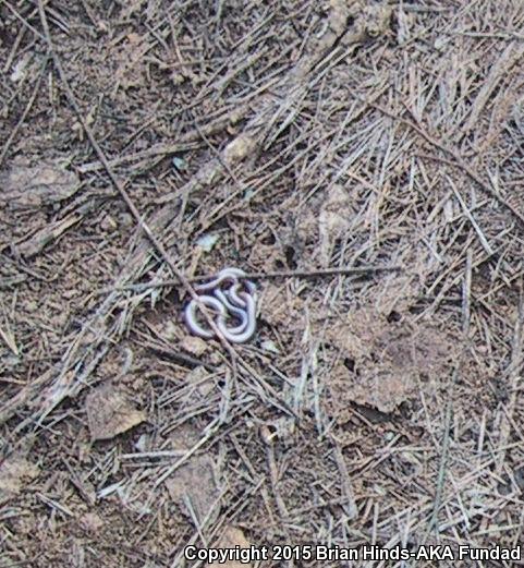 SouthWestern Threadsnake (Leptotyphlops humilis humilis)