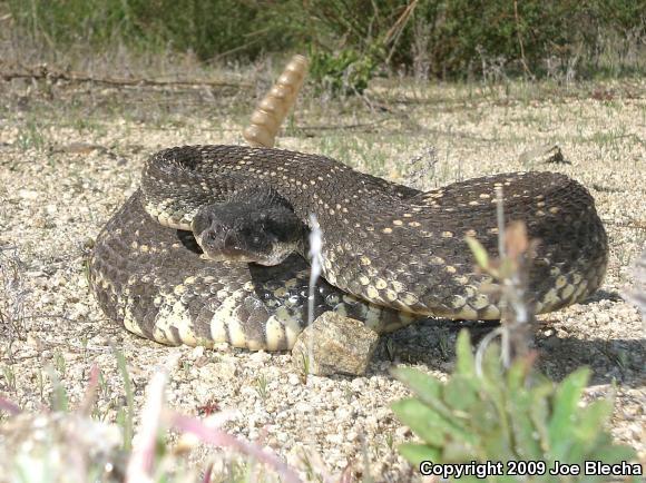 Southern Pacific Rattlesnake (Crotalus oreganus helleri)