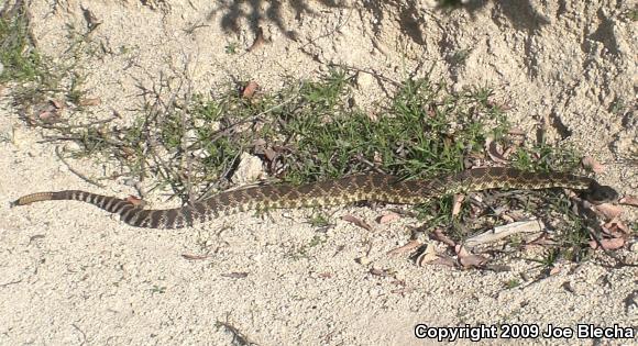 Southern Pacific Rattlesnake (Crotalus oreganus helleri)