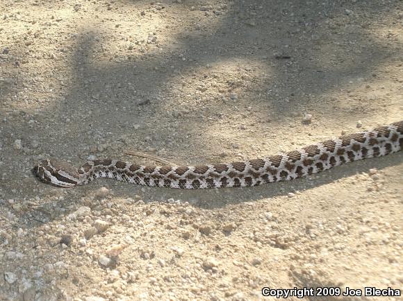 Southern Pacific Rattlesnake (Crotalus oreganus helleri)