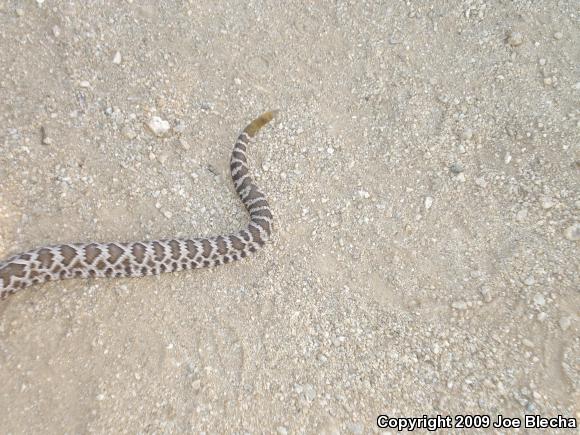 Southern Pacific Rattlesnake (Crotalus oreganus helleri)