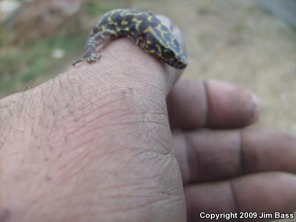 Granite Night Lizard (Xantusia henshawi)