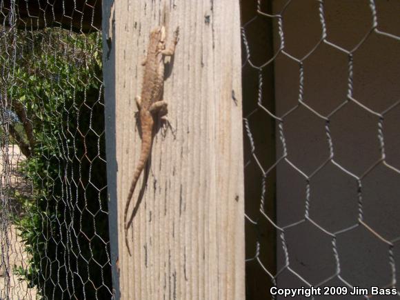 Colorado River Tree Lizard (Urosaurus ornatus symmetricus)