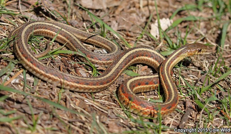 Red-sided Gartersnake (Thamnophis sirtalis parietalis)