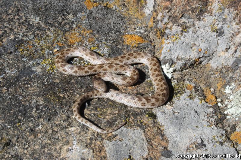 California Nightsnake (Hypsiglena ochrorhyncha nuchalata)