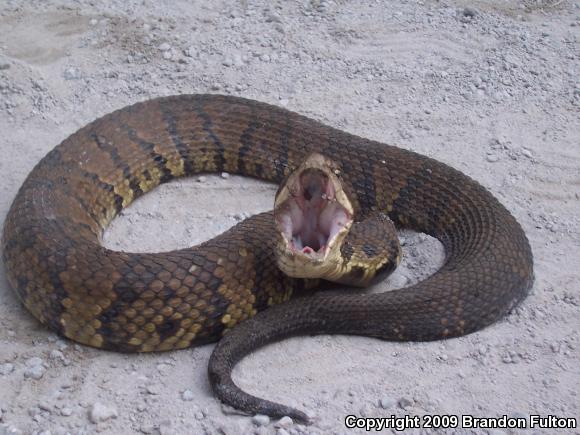 Eastern Cottonmouth (Agkistrodon piscivorus piscivorus)