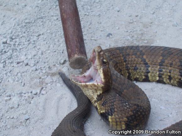 Eastern Cottonmouth (Agkistrodon piscivorus piscivorus)