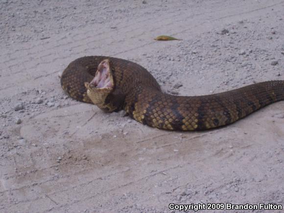 Eastern Cottonmouth (Agkistrodon piscivorus piscivorus)