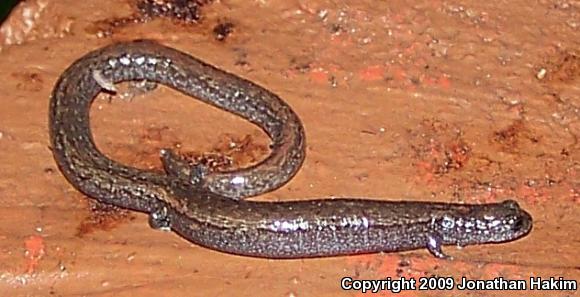 Black-bellied Slender Salamander (Batrachoseps nigriventris)