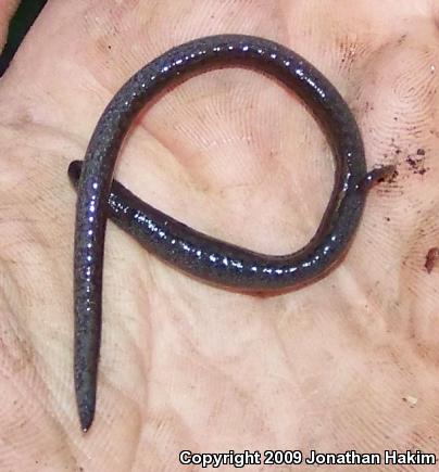 Black-bellied Slender Salamander (Batrachoseps nigriventris)