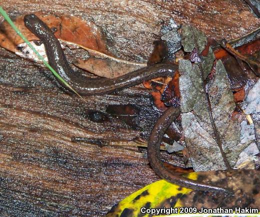 Black-bellied Slender Salamander (Batrachoseps nigriventris)