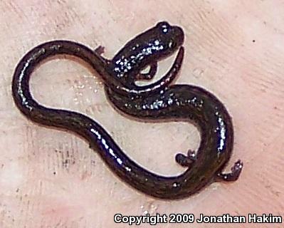 Black-bellied Slender Salamander (Batrachoseps nigriventris)