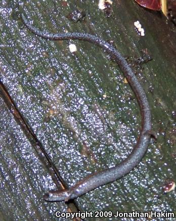 Black-bellied Slender Salamander (Batrachoseps nigriventris)