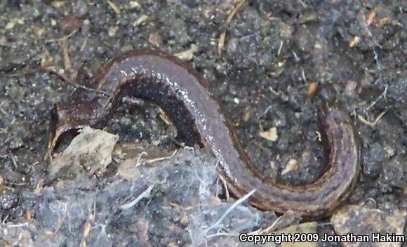 Black-bellied Slender Salamander (Batrachoseps nigriventris)