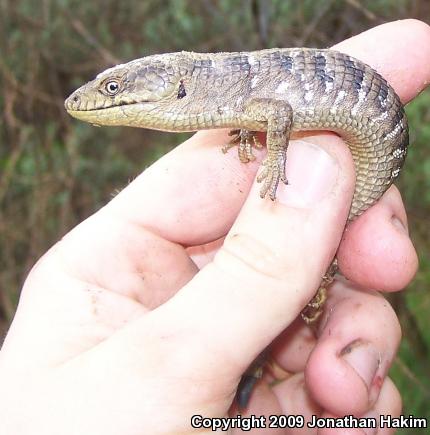 San Diego Alligator Lizard (Elgaria multicarinata webbii)