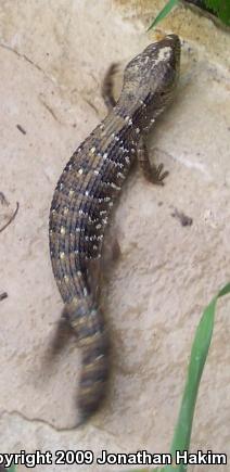 San Diego Alligator Lizard (Elgaria multicarinata webbii)