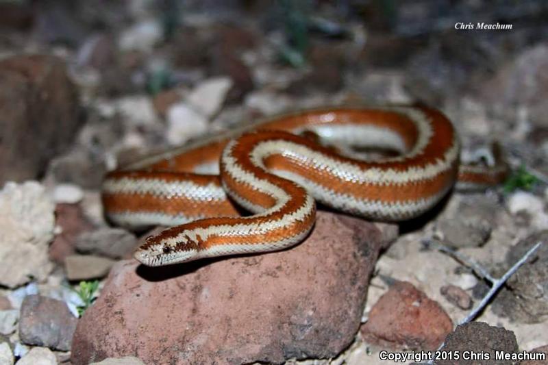 Desert Rosy Boa (Lichanura trivirgata gracia)