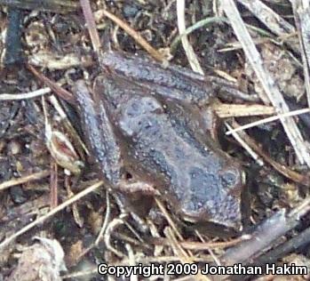 Baja California Treefrog (Pseudacris hypochondriaca)