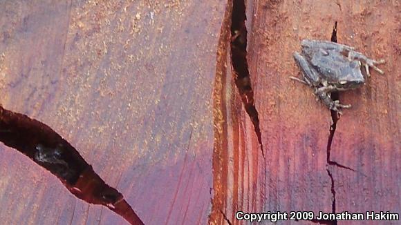 Baja California Treefrog (Pseudacris hypochondriaca)