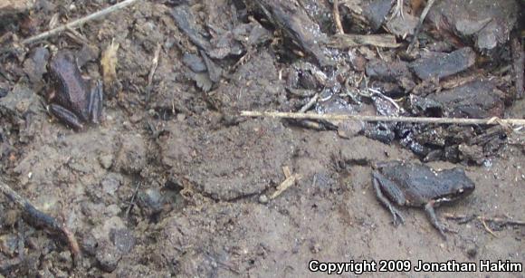 Baja California Treefrog (Pseudacris hypochondriaca)