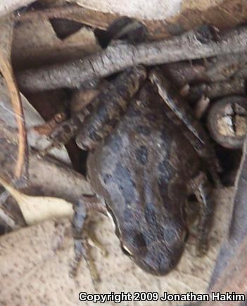 Baja California Treefrog (Pseudacris hypochondriaca)