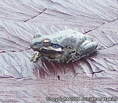 Baja California Treefrog (Pseudacris hypochondriaca)