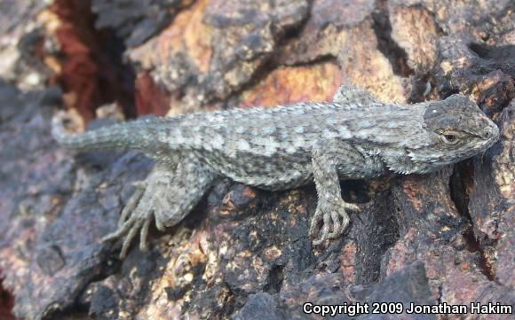 Great Basin Fence Lizard (Sceloporus occidentalis longipes)