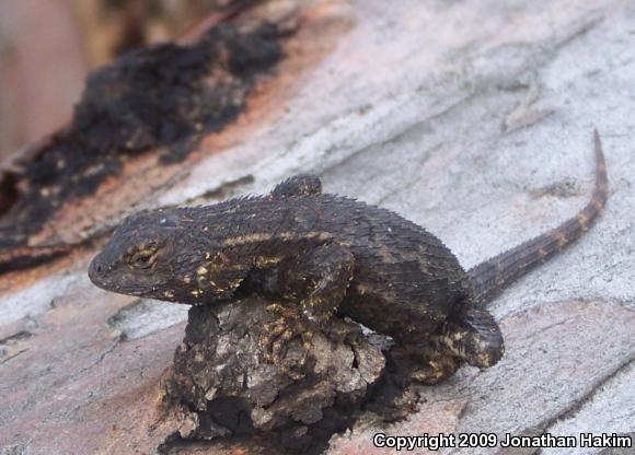 Great Basin Fence Lizard (Sceloporus occidentalis longipes)