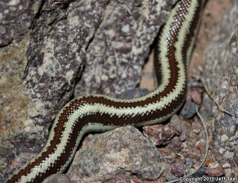 Desert Rosy Boa (Lichanura trivirgata gracia)