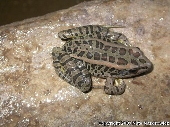 Pickerel Frog (Lithobates palustris)