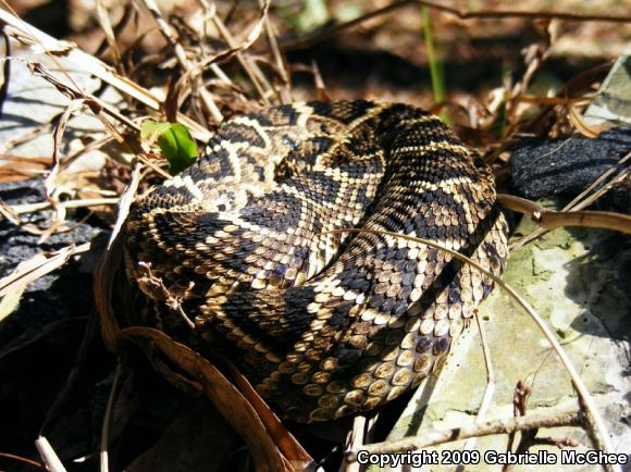 Eastern Diamond-backed Rattlesnake (Crotalus adamanteus)