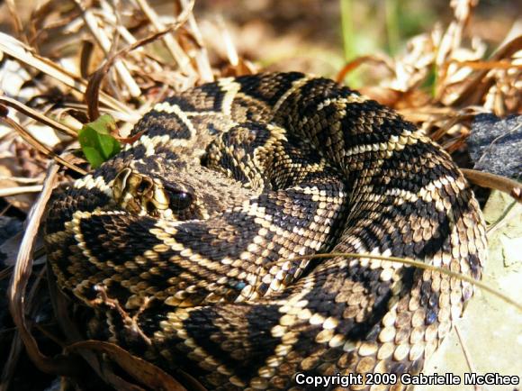 Eastern Diamond-backed Rattlesnake (Crotalus adamanteus)