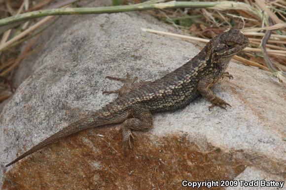 Coast Range Fence Lizard (Sceloporus occidentalis bocourtii)