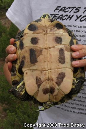 Red-eared Slider (Trachemys scripta elegans)