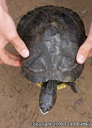 Red-eared Slider (Trachemys scripta elegans)