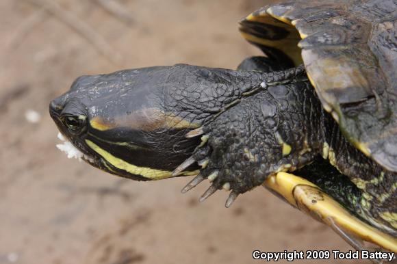 Red-eared Slider (Trachemys scripta elegans)